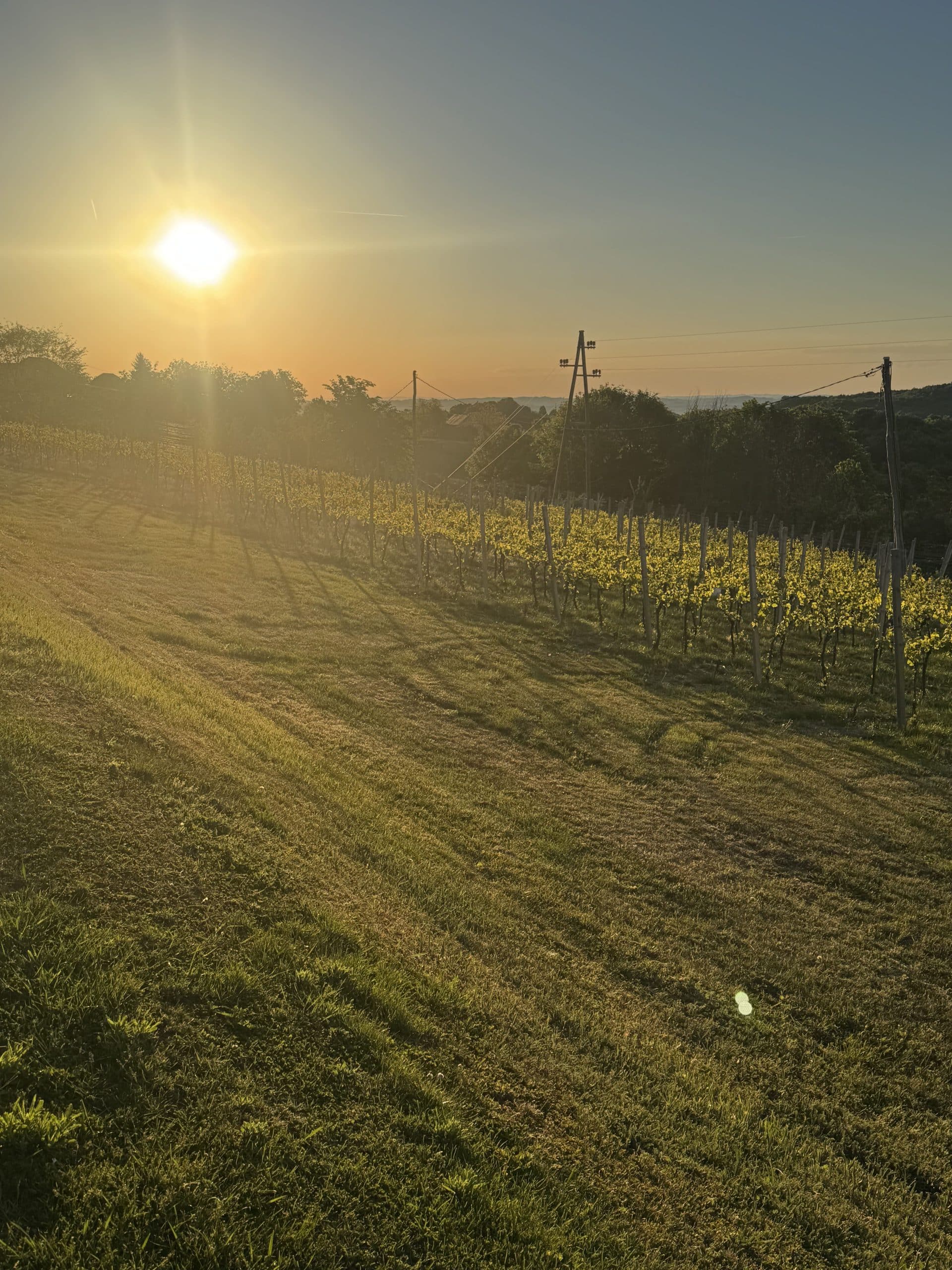 Blick auf die Weinberge vom Appartement