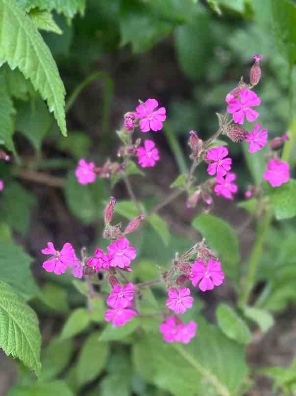 Blüten beim Travel entdeckt Blüten beim Travel entdeckt