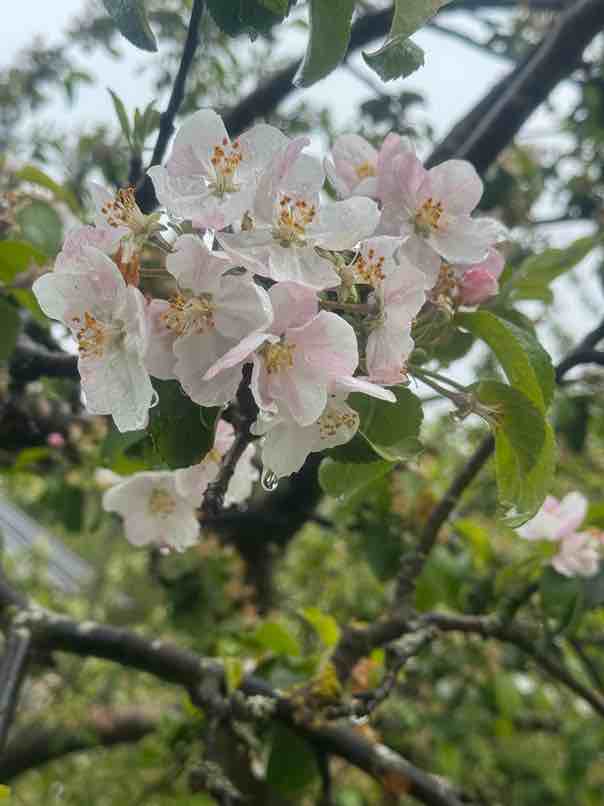 Kirschblüten in Slowenien Kirschblüten in Slowenien