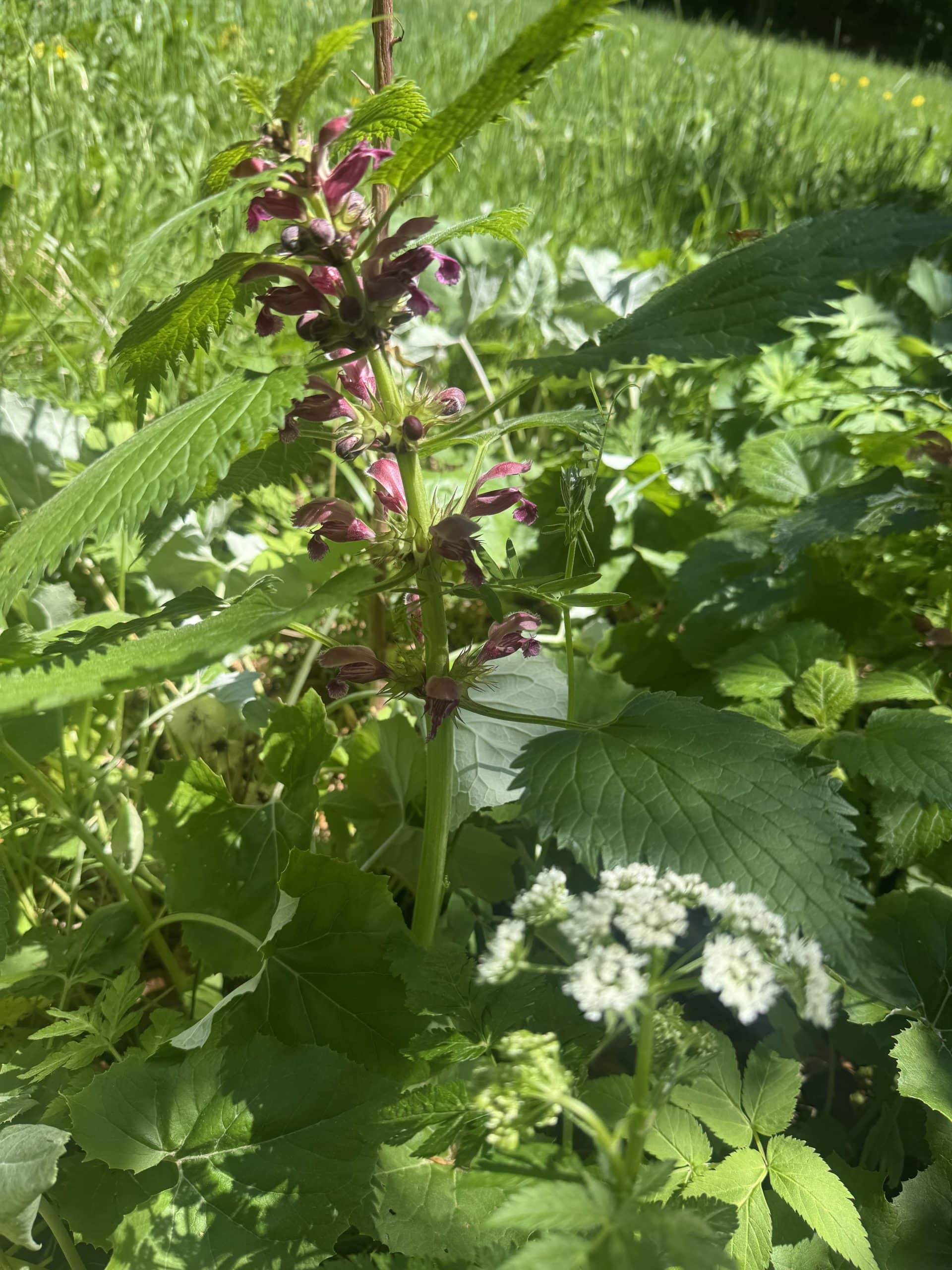 Spazieren in der Natur von Slowenien Spazieren in der Natur von Slowenien