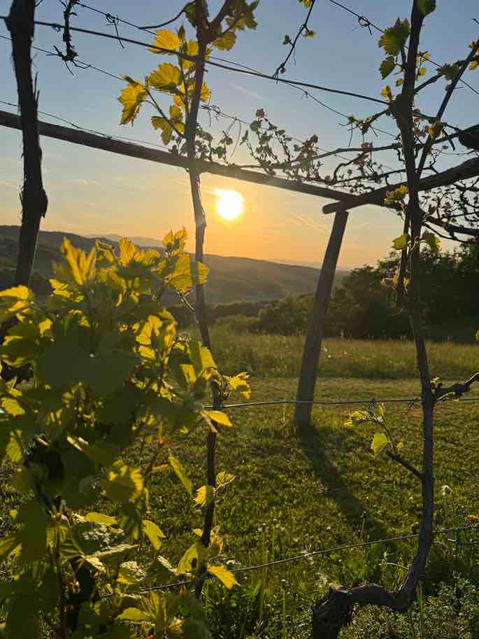 Weinberge beim Appartmen in Slowenien